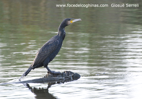 Cormorano